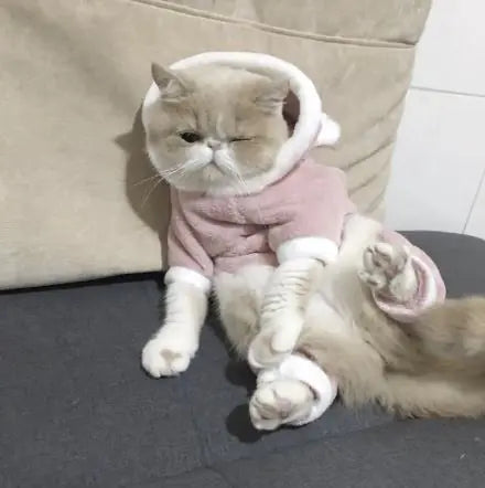 Blue Cat British Shorthair Pet Winter Outfit